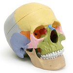 Модель череп человека МЕДИУС